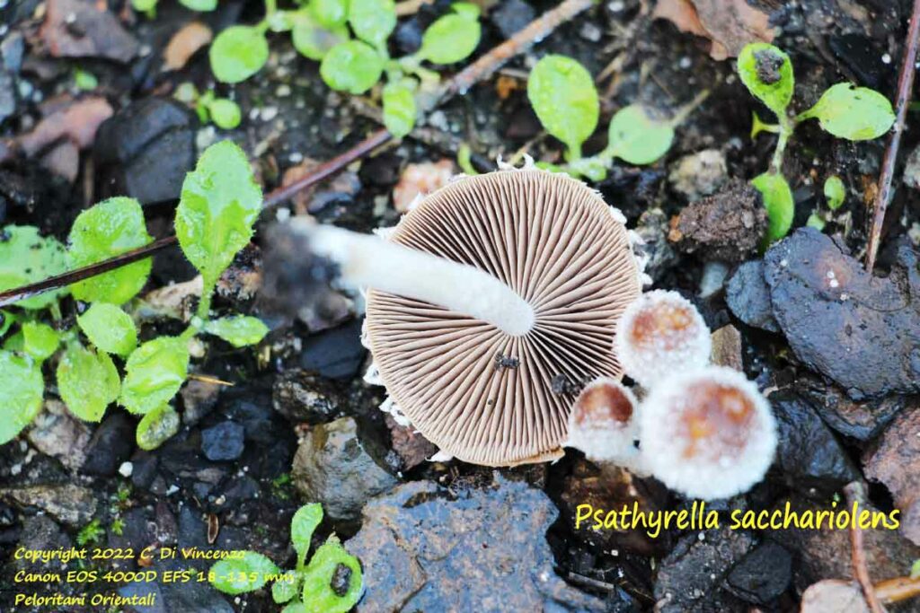 Psathyrella sacchariolens