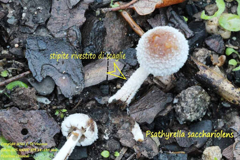 Psathyrella sacchariolens