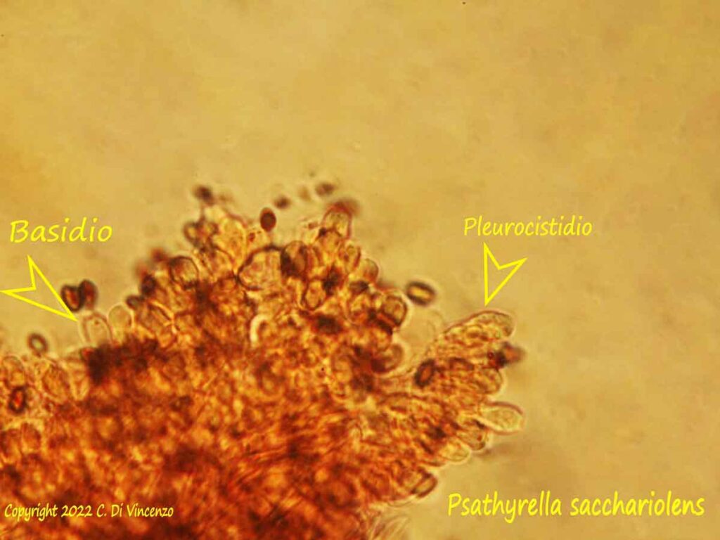 Psathyrella sacchariolens