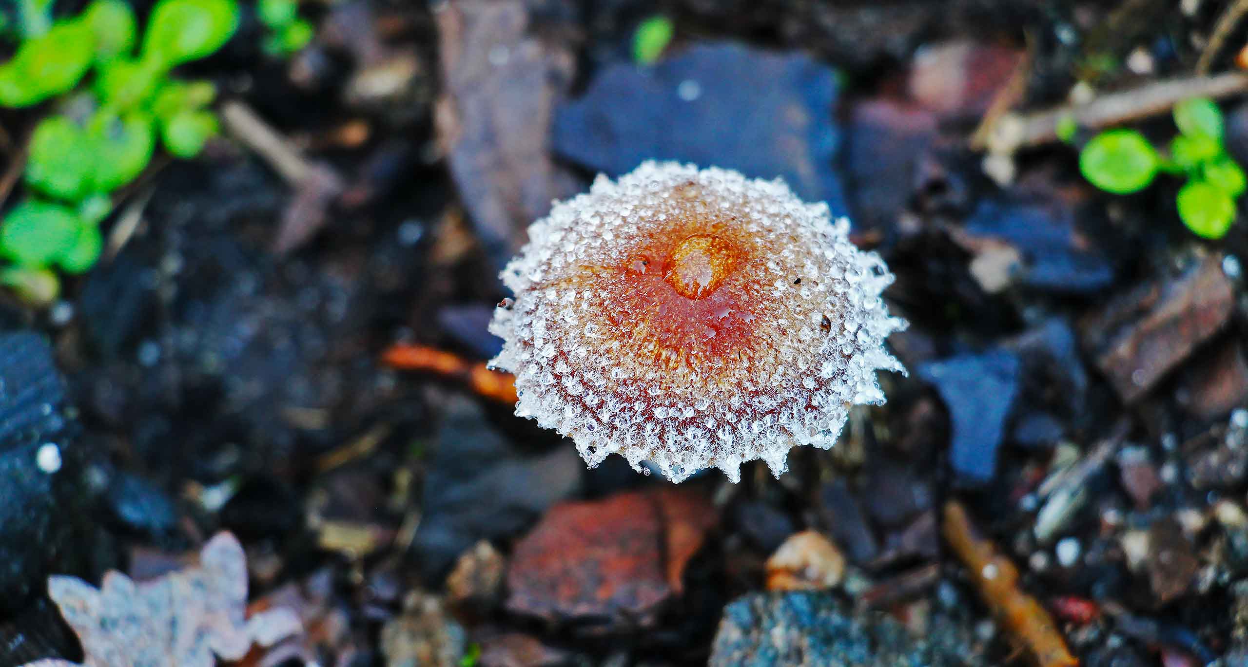 Psathyrella sacchariolens