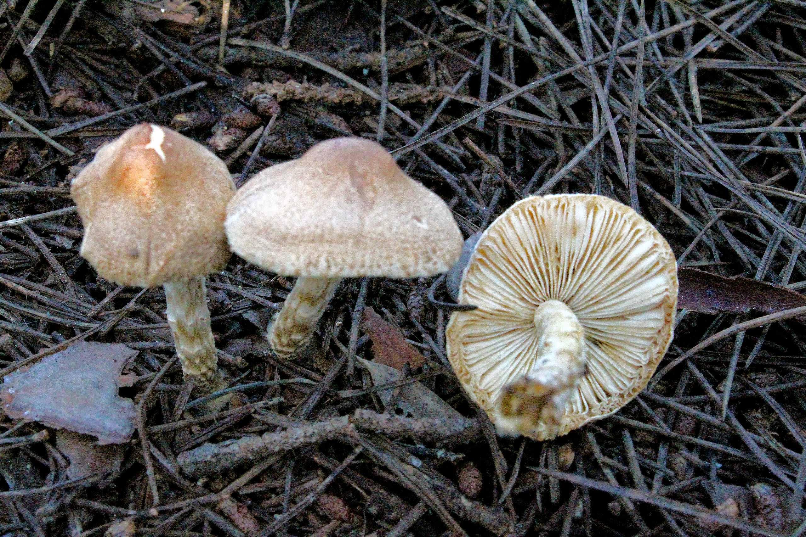 Lepiota clypeolaria