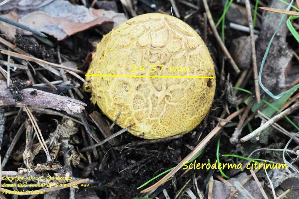 Scleroderma citrinum