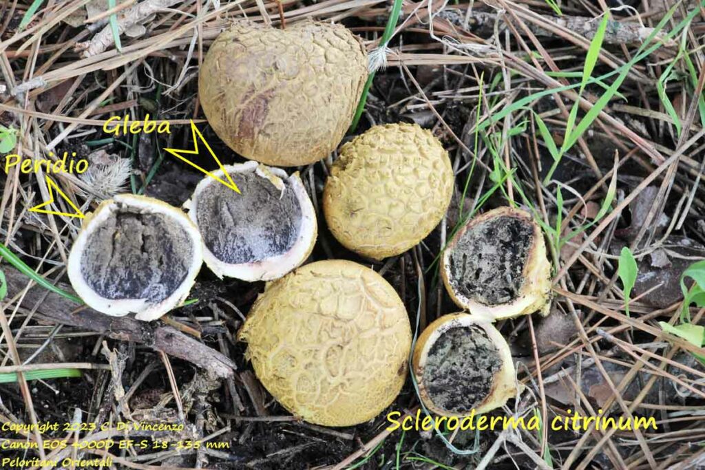 Scleroderma citrinum