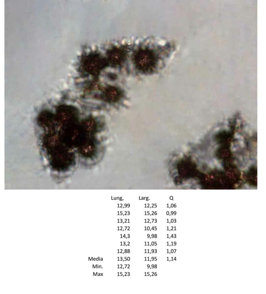 Scleroderma citrinum