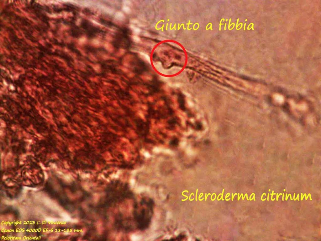 Scleroderma citrinum