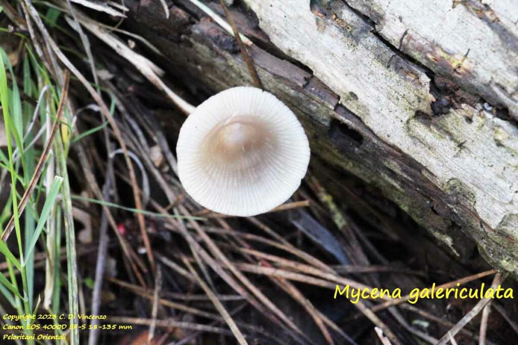 Mycena galericulata