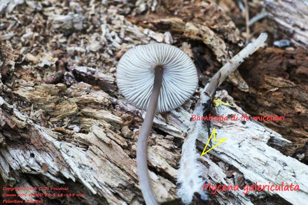 Mycena galericulata