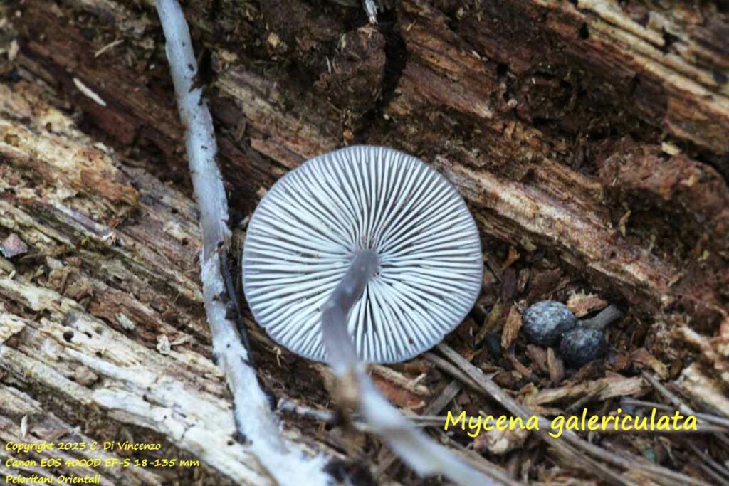 Mycena galericulata