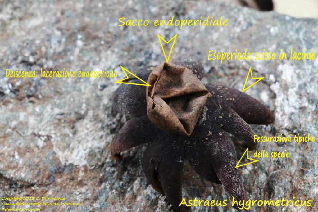 Astraeus hygrometricus