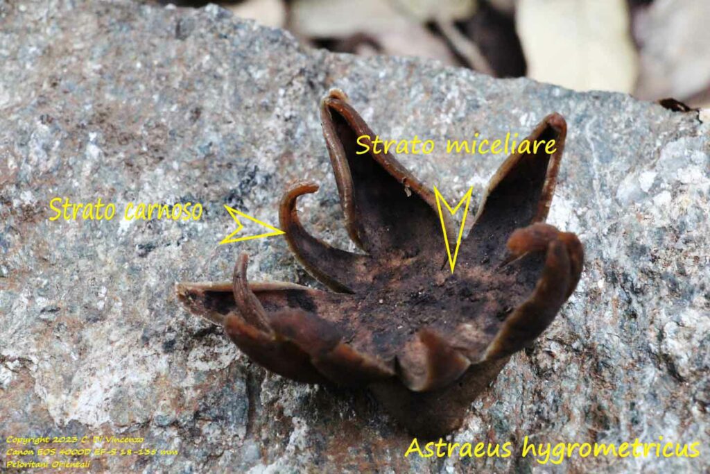 Astraeus hygrometricus