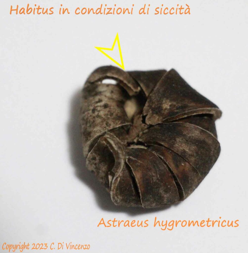 Astraeus hygrometricus