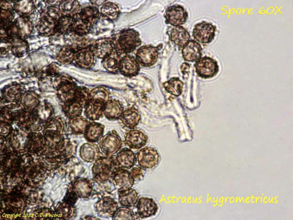 Astraeus hygrometricus spore