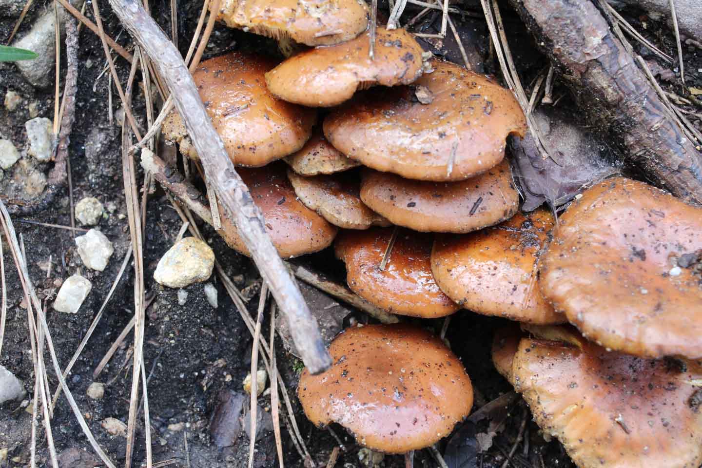 Pholiota carbonara