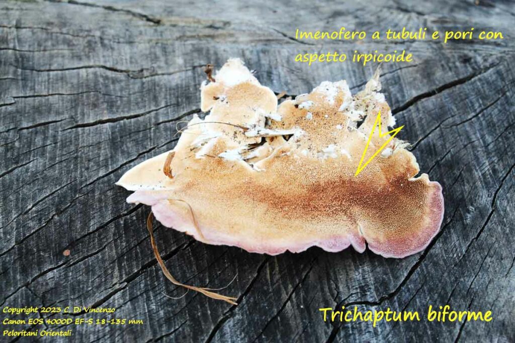 Trichaptum biforme