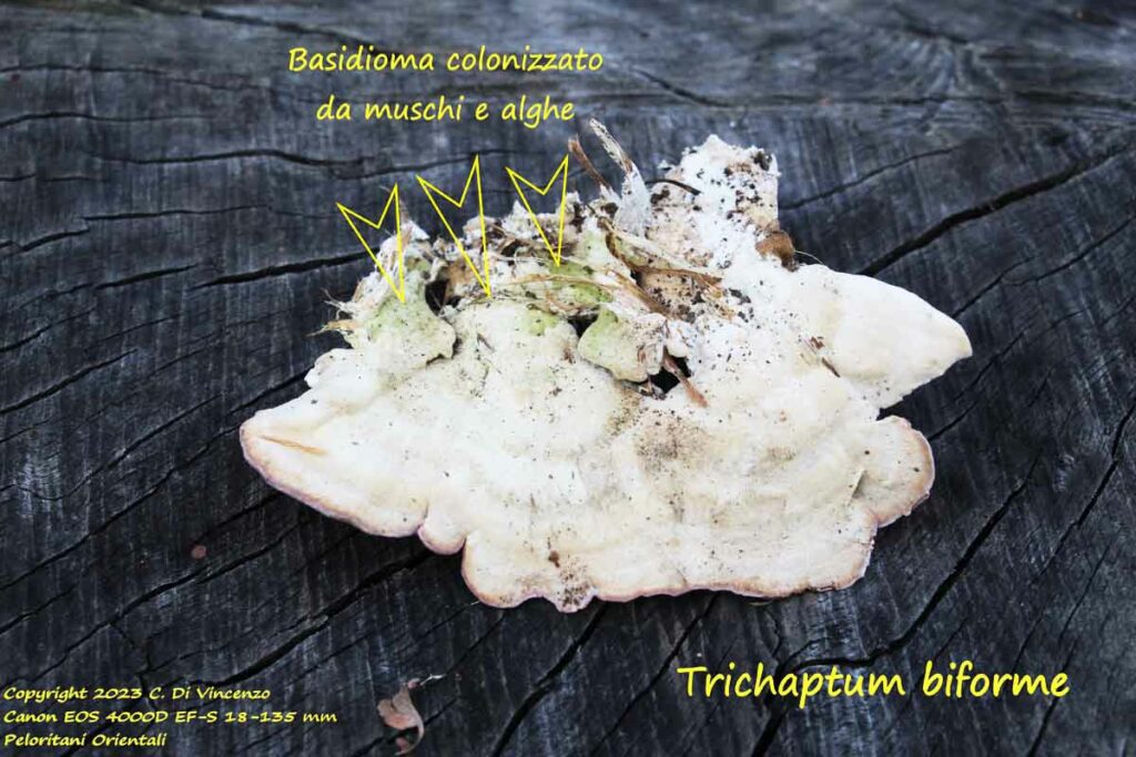 Trichaptum biforme