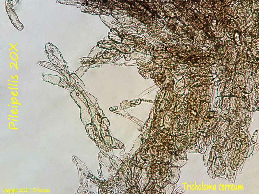 Tricholoma terreum (Schaeff.) Quél. 1871