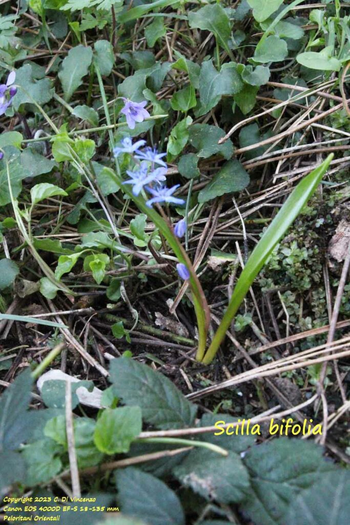 Scilla bifolia L.