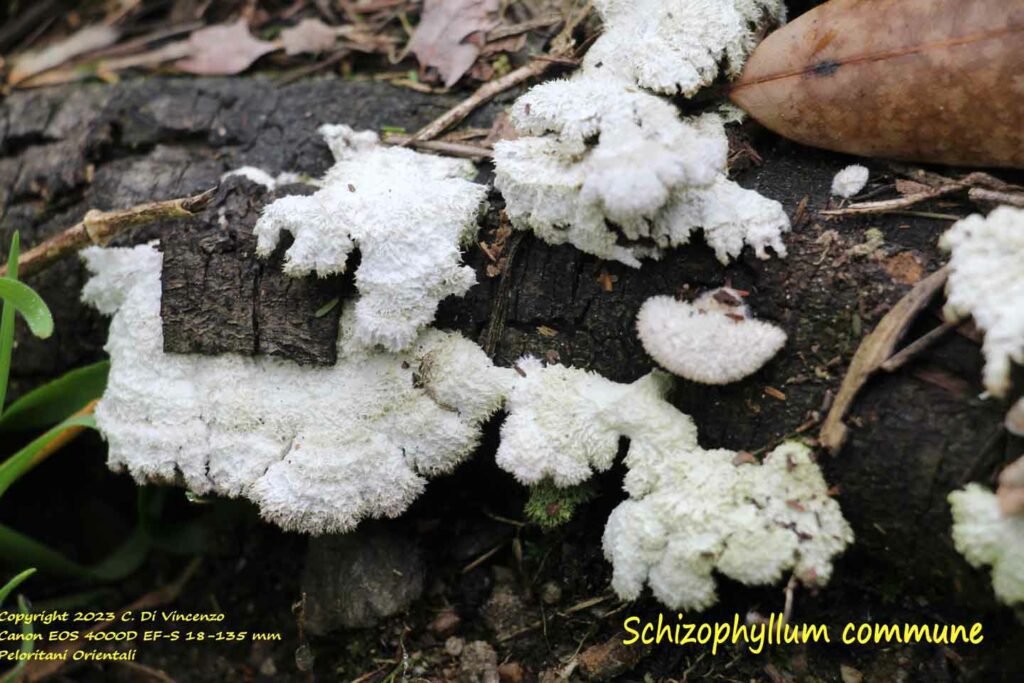 Schizophyllum commune