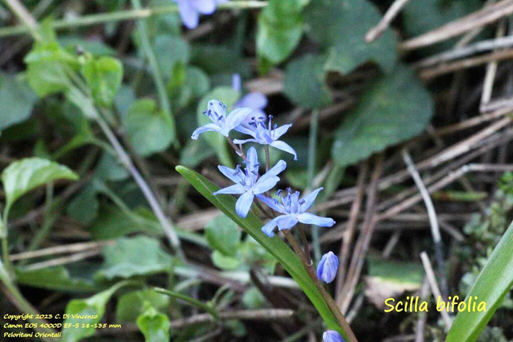 Scilla bifolia L.