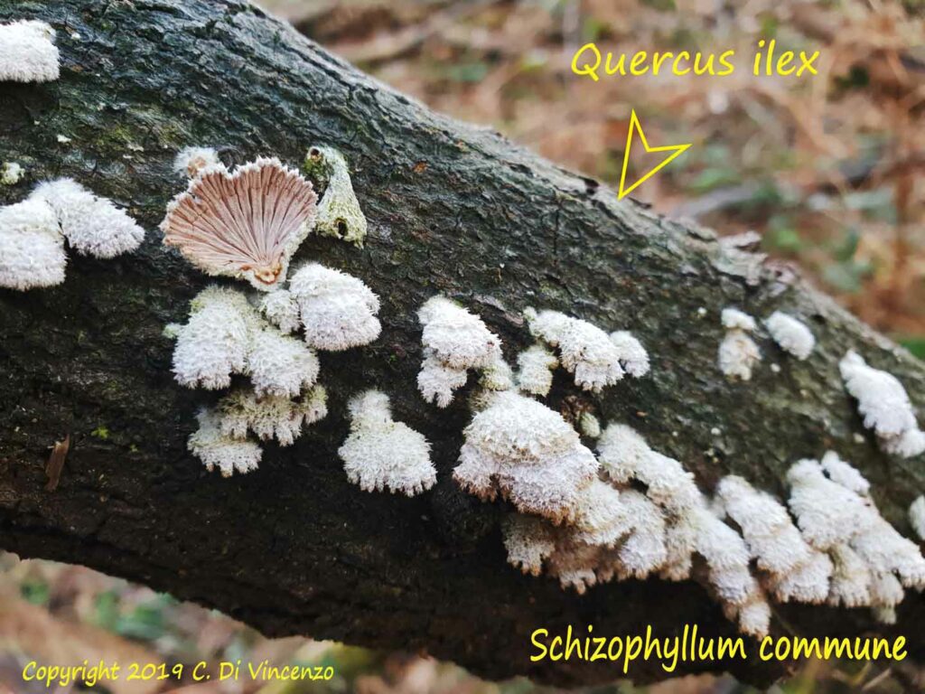 Schizophyllum commune