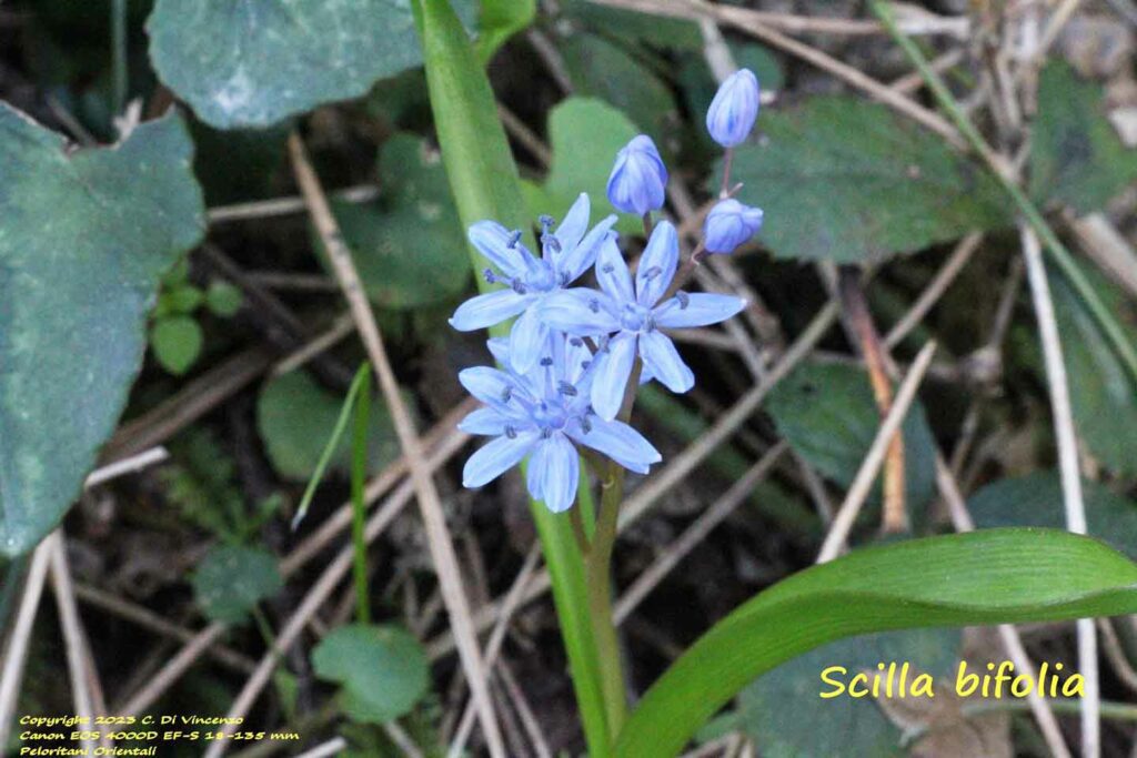 Scilla bifolia L.