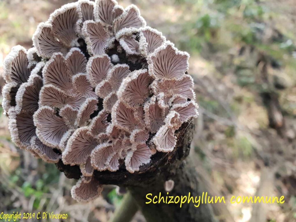 Schizophyllum commune