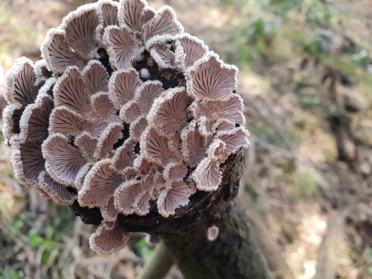 Schizophyllum commune