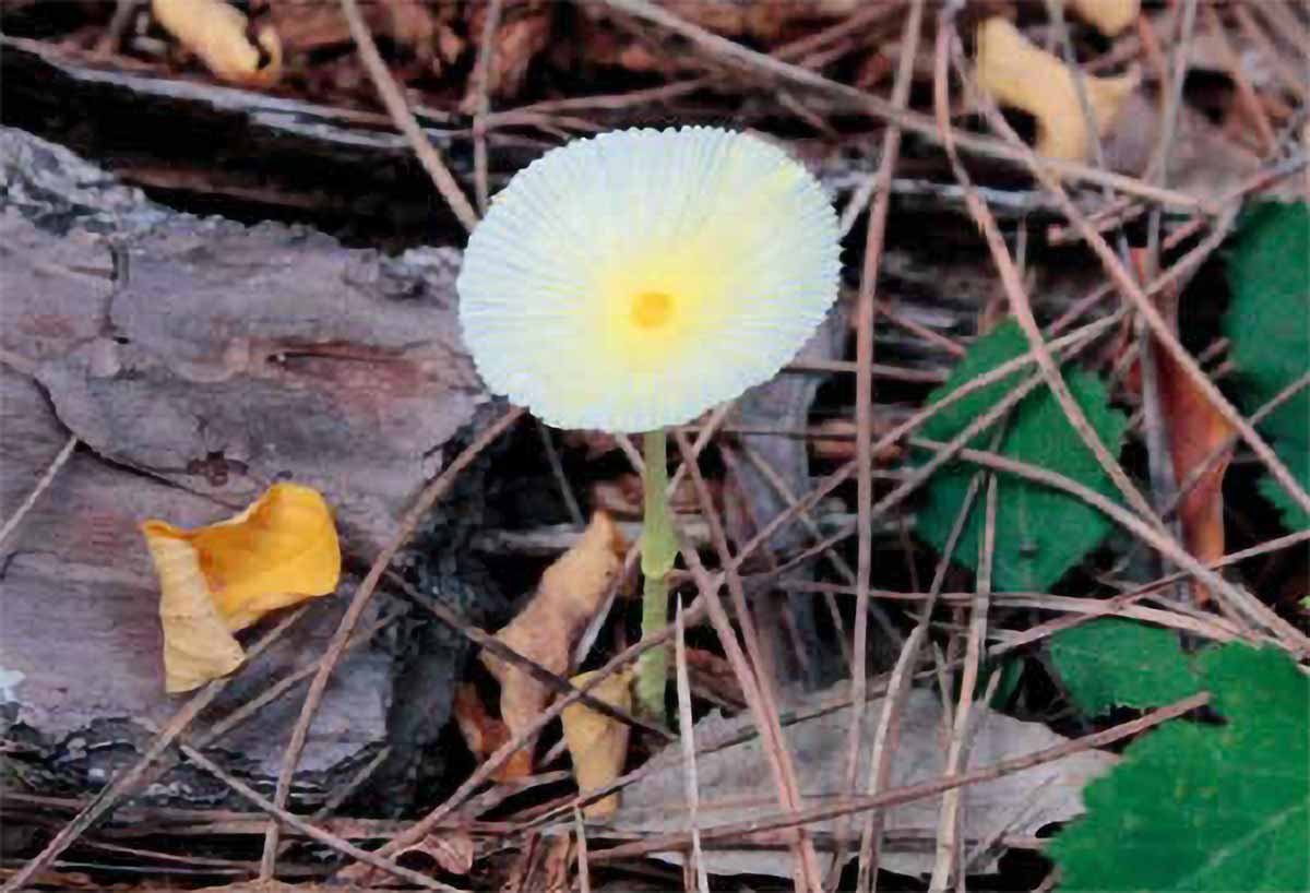 Leucocoprinus fragilissimus (Foto C. Di Vincenzo)