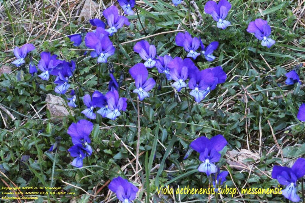 Viola dethenensis subsp. messanensis