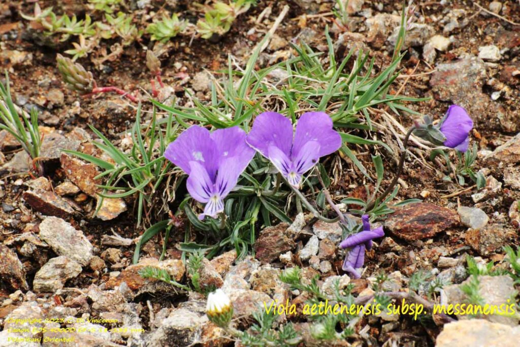 Viola dethenensis subsp. messanensis