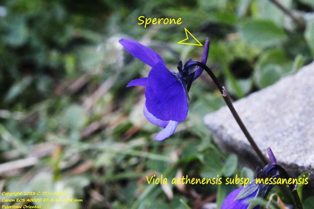 Viola dethenensis subsp. messanensis sperone