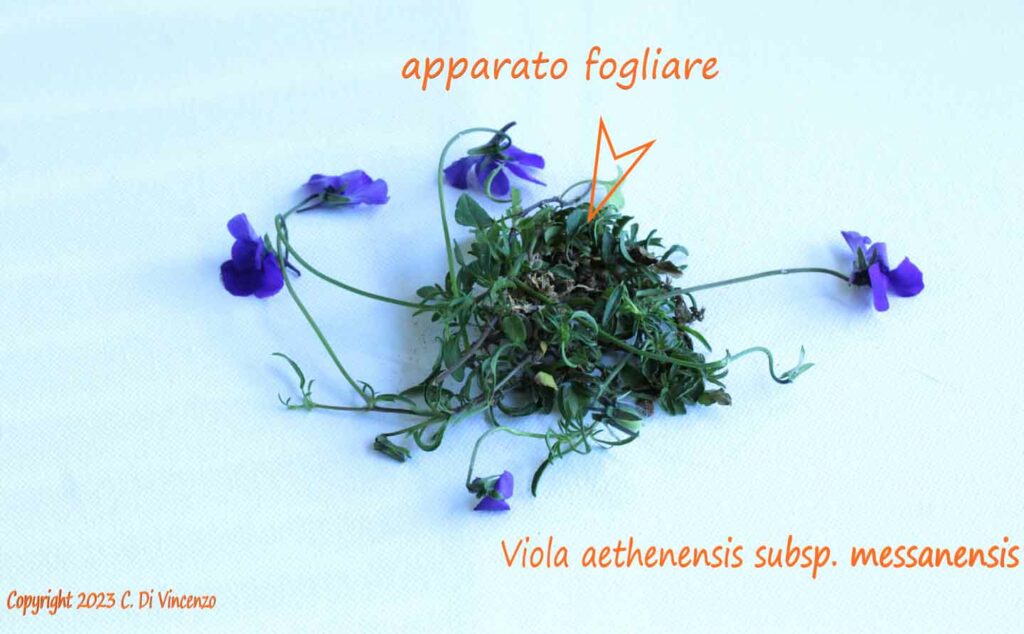 Viola dethenensis subsp. messanensis apparato fogliare