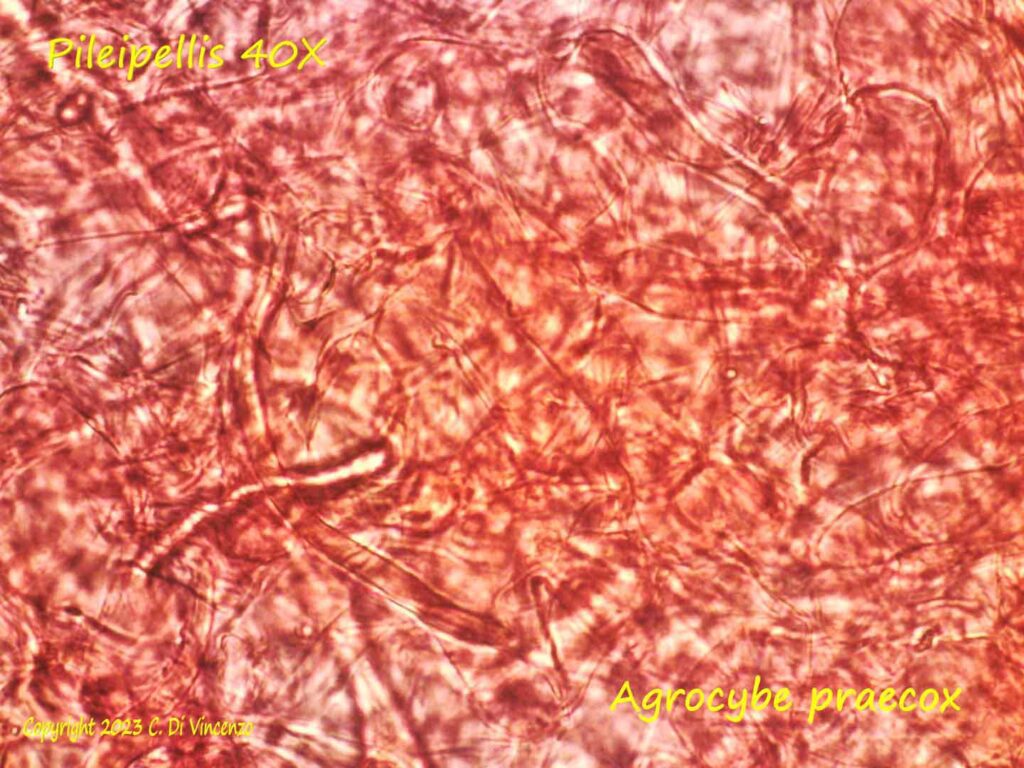 Agrocybe praecox (Pers.:Fr.) Fayod. 1889