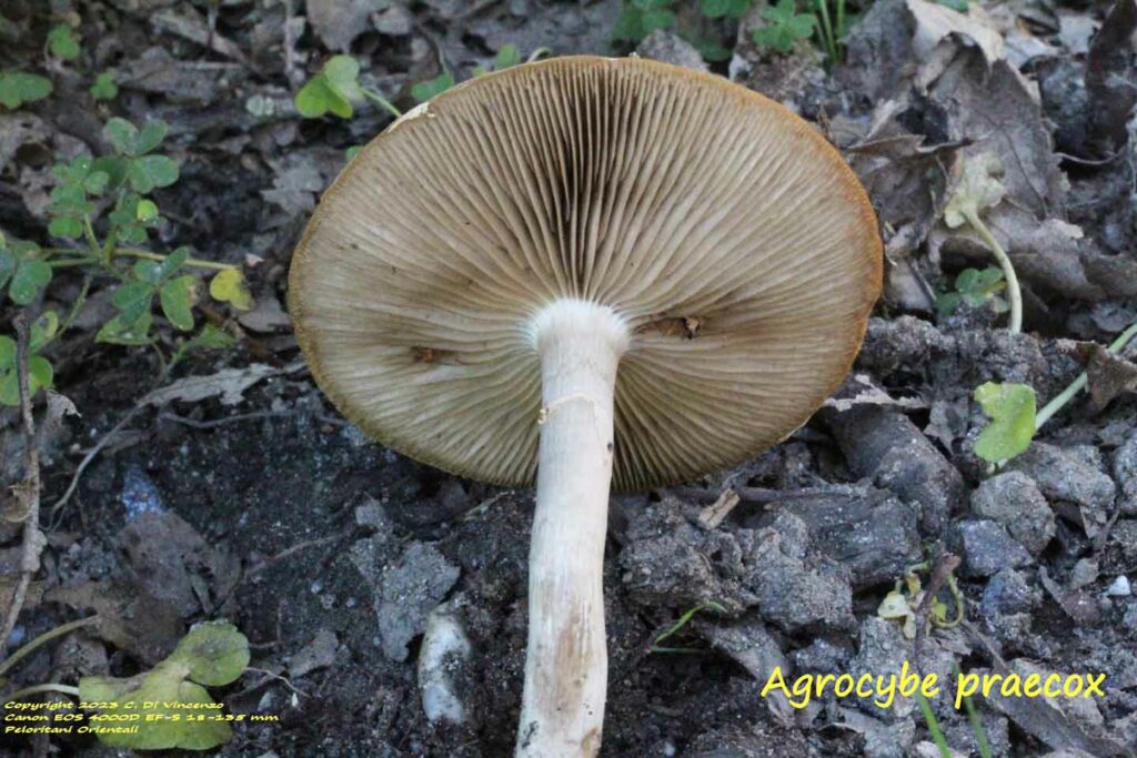 Agrocybe praecox (Pers.:Fr.) Fayod. 1889