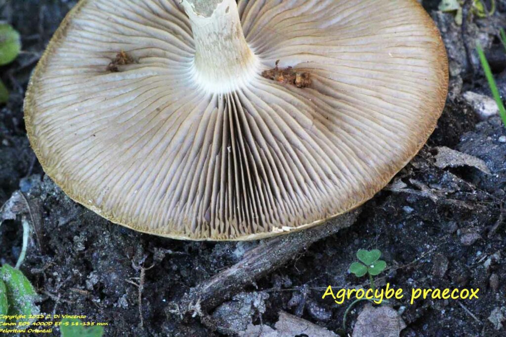 Agrocybe praecox (Pers.:Fr.) Fayod. 1889