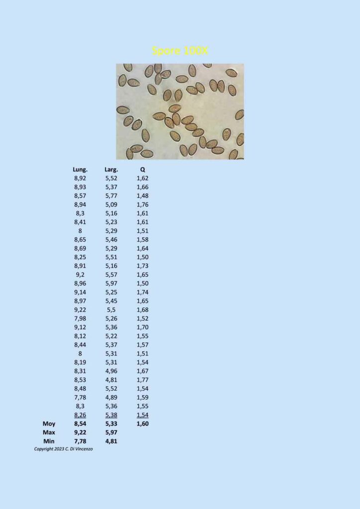 Agrocybe praecox (Pers.:Fr.) Fayod. 1889