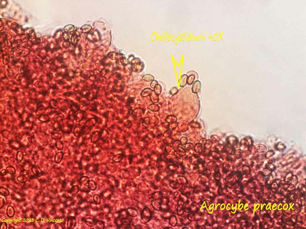 Agrocybe praecox (Pers.:Fr.) Fayod. 1889