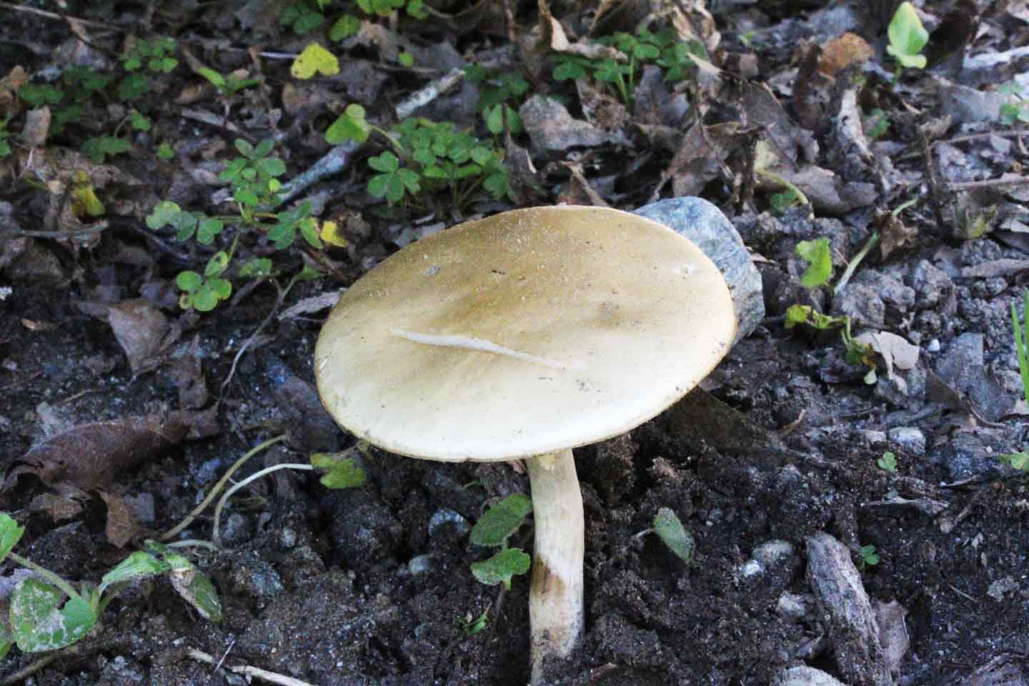 Agrocybe praecox (Pers.:Fr.) Fayod. 1889