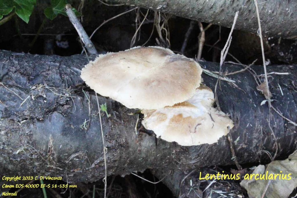 Lentinus arcularius