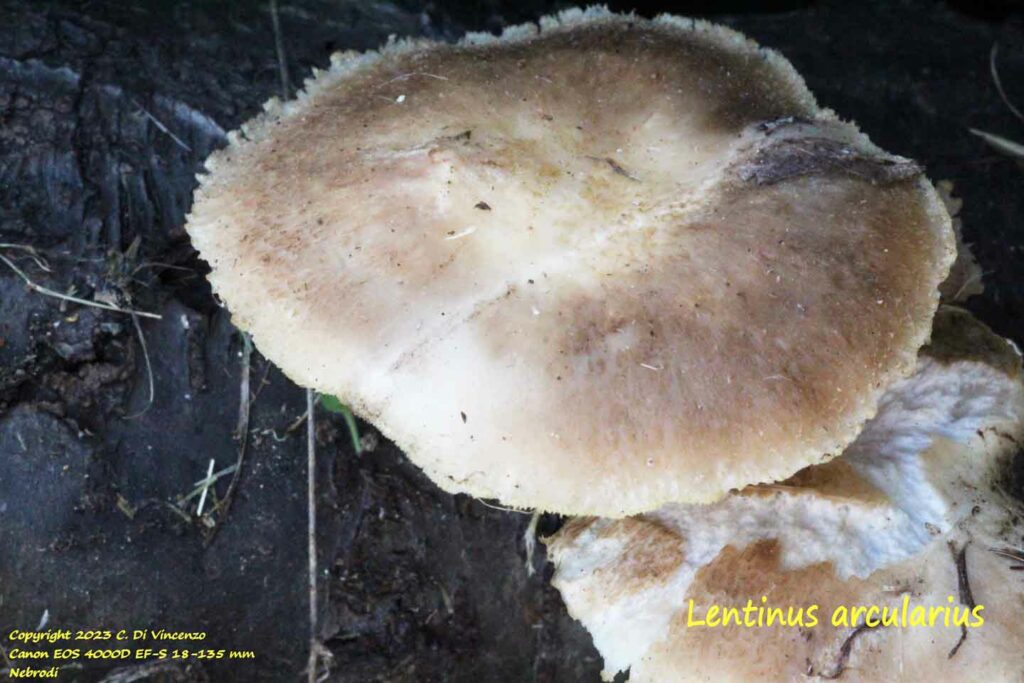 Lentinus arcularius