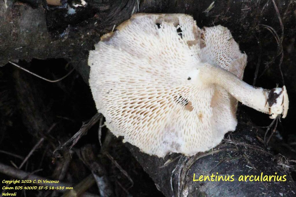 Lentinus arcularius