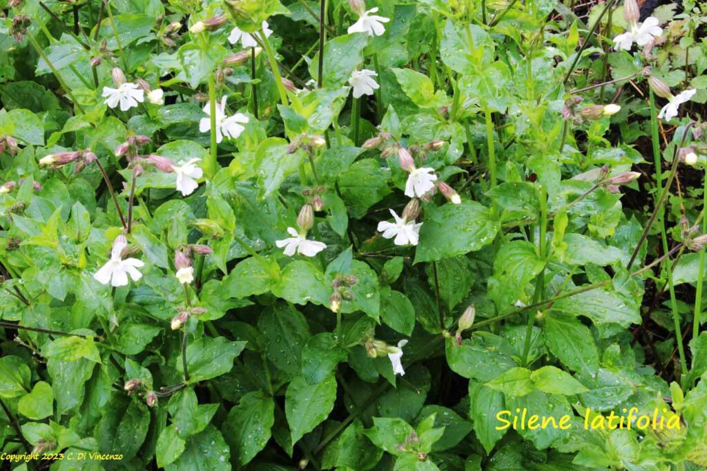 Silene latifolia Poir