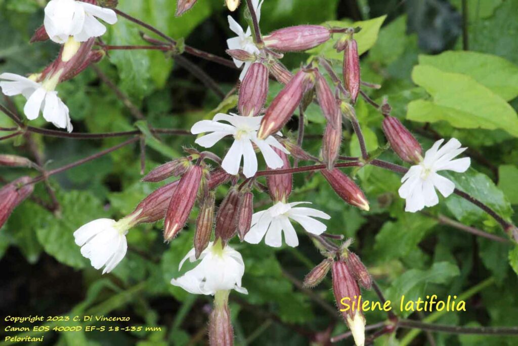 Silene latifolia Poir