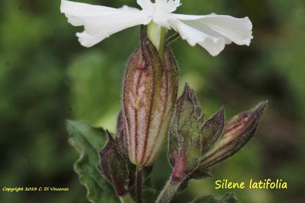 Silene latifolia Poir