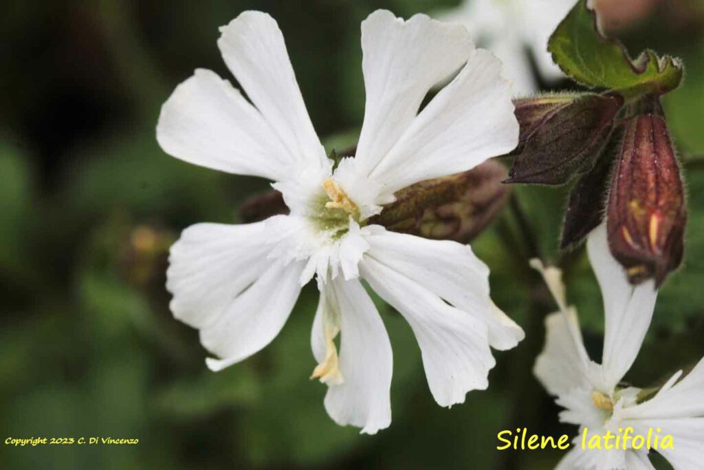 Silene latifolia Poir