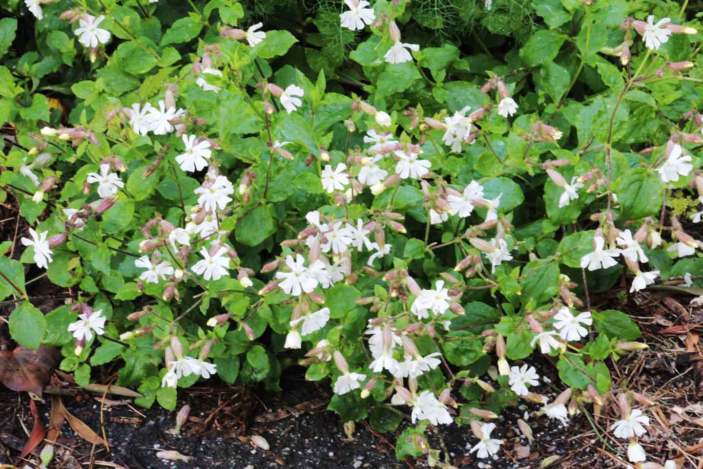 Silene latifolia Poir