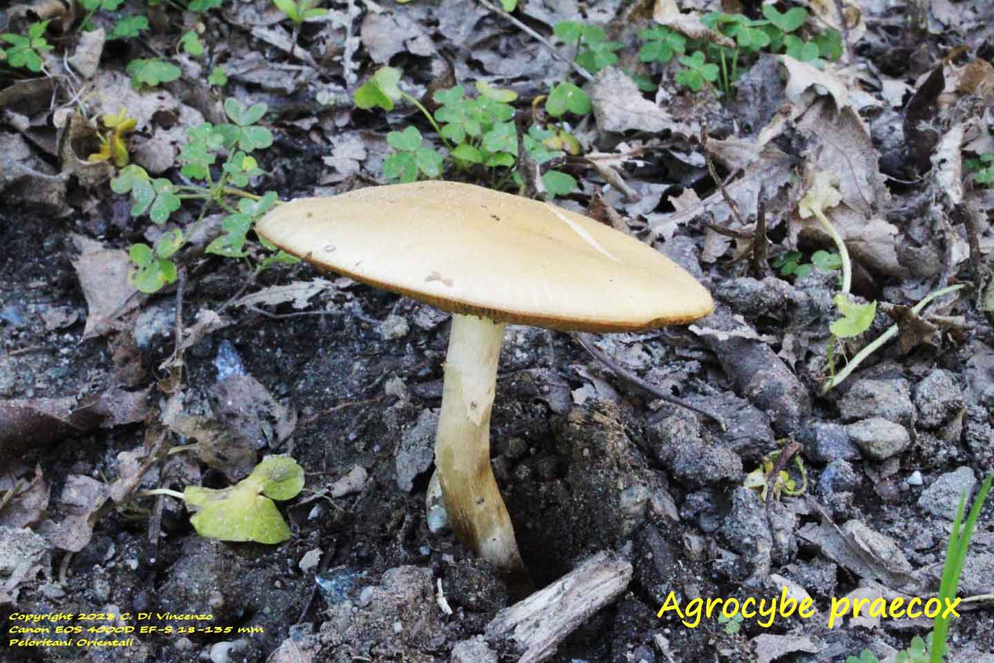 Agrocybe praecox (Pers.:Fr.) Fayod. 1889