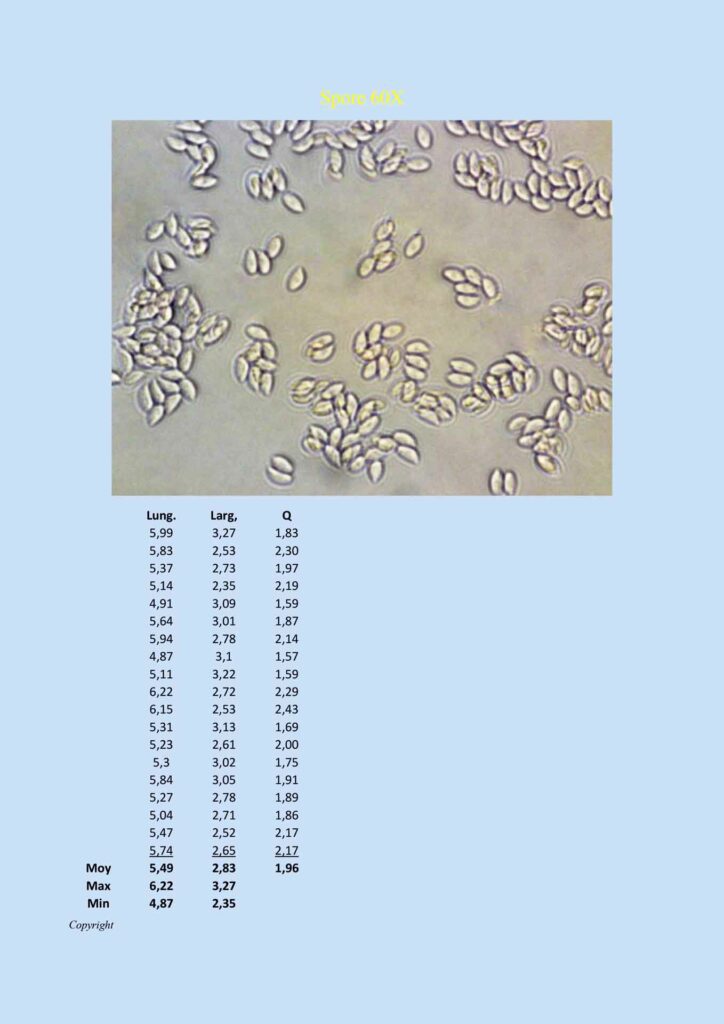 Gymnopus erythropus Spore 