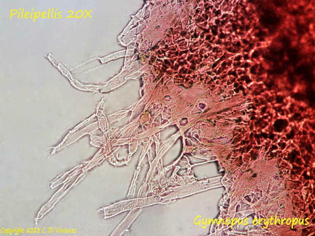 Gymnopus erythropus Spore microscopia