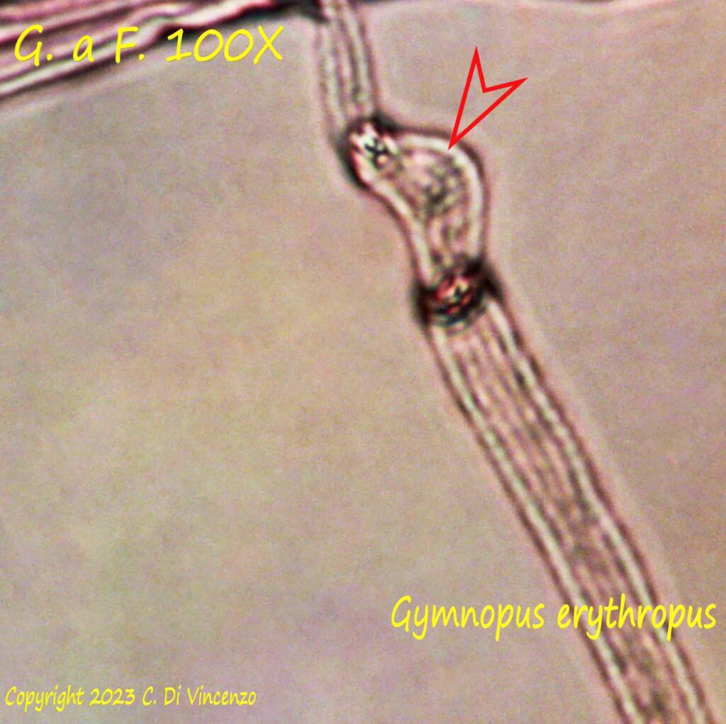 Gymnopus erythropus Spore microscopia